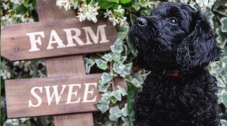 Feature image Practical Care Tips to Help Improve Your Goldendoodles Health 400x400 1 768x427